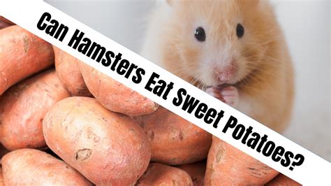 can hamsters eat sweet potato